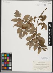 Foto von Salix appendiculata Vill.
